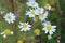 Chamomile blooming flowers for picking herbs