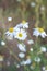 Chamomile blooming flowers for picking herbs