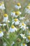 Chamomile blooming flowers for picking herbs