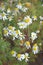 Chamomile blooming flowers for picking herbs