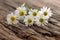 Chamomile blossoms on wood
