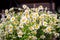 Chamomile bouquet in glass vase