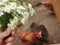 Chamomile Bouquet Harvest at the Farm with Chicken. Country Life.