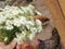 Chamomile Bouquet Harvest at the Farm with Chickens. Country Life.