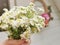 Chamomile Bouquet Harvest at the Farm with Flower Wreath. Country Life.