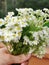 Chamomile Bouquet Harvest at the Farm. Herbal Country Life.