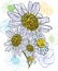 Chamomile bouquet watercolor