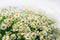 Chamomile bouquet with white fone