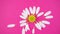 Chamomile on a bright pink background.