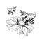 Chamomile Bud and Bee Pollination. Hand drawn ink pen illustration, freehand isolated sketch