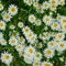 Chamomile bunch in a flower bed summer square background