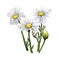 Chamomile or camomile daisy-like plant of family Asteraceae digital art illustration. Blooming flowers and green leaves.