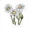 Chamomile or camomile daisy-like plant of family Asteraceae vector illustration. Blooming flowers and green leaves. Matricaria