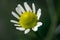 Chamomile or camomile flower closeup. Beautiful detail