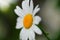 Chamomile or camomile flower with drops of dew on the white petals on the small depth of field the green background . Close-up.