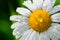 Chamomile or camomile flower with drops of water on the white petals after rain on the green background