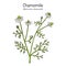 Chamomile or camomile Matricaria chamomilla , medicinal plant