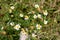 Chamomile or Camomile multiple daisy like plants with open blooming and partially closed flowers without petals surrounded with