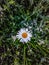 Chamomile, camomile, summer, insect, flower, grass, daisy, nature