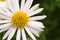 Chamomile or camomile white flower close-up macro photography with yellow center during Spring Summer.