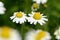 Chamomile (Chamaemelum nobile L.).