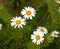 Chamomile, close-up, dew drops on white petals