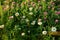 Chamomile clover and sedges in the meadow