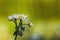 Chamomile common flower on blur green backgroun.