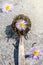 Chamomile daisy blossom flowers herbs in old retro spoon