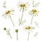 Chamomile or Daisy bouquets, white flowers. Realistic botanical sketch on white background for design, hand draw