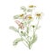 Chamomile or Daisy bouquets, white flowers. Realistic botanical sketch on white background for design, hand draw