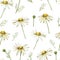 Chamomile or Daisy bouquets, white flowers. Realistic botanical sketch on white background for design, hand draw