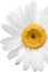 Chamomile or daisy flower - isolated