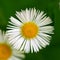 Chamomile (daisy) flower macro