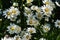 Chamomile or daisy flowering meadow in sunny summer day. Beautiful flowers with white petals and yellow cores