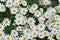 Chamomile Daisy Flowers