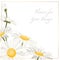 Chamomile daisy flowers herbs bouquet isolated