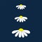 Chamomile daisy set on dark blue background with isolated chamomiles daisies. Vector illustration