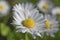 Chamomile - daisy white flowers