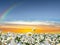 Chamomile, daisycloudy sunset at sea yellow pink blue pastel colors  sun  beam reflection on light blue sea water nature lanscape