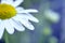 Chamomile with drops of water on the white petals. Close-up. Macro