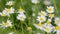 Chamomile field in bloom, flowers on background. Daisy flowers. Matricaria Chamomilla L.