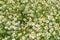 Chamomile field, blooming camomile close-up, in the sunlight