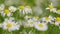 Chamomile field. Commonly called German Chamomile daisy. Summer nature. Matricaria Recutita L.