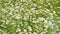 Chamomile field. Commonly called German Chamomile daisy. Summer nature. Matricaria Recutita L.