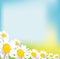 Chamomile field flower bouquet greeting card