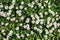 Chamomile field flowers or daisies flowers blooming in sunlight background. Summer flowers, top view, pattern