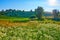 Chamomile field in front of the green hill