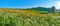 Chamomile field panorama