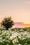 Chamomile field at sunset